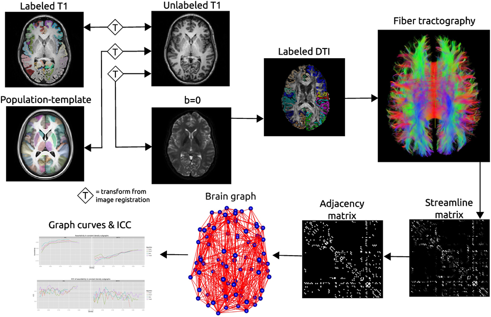 Schematic of the network processing scheme. Image registration is used to find transformations between the T1 image and: the T1 image for that subject's other time point; the population template; the b = 0 image acquired as part of the DTI acquisition. Labels are transformed into the DTI space where fiber tractography is performed. A matrix is created that records the number of streamline connecting each pair of labeled regions. This matrix is thresholded as constant density to create an adjacency matrix which defines connections in a brain graph. Graph curves are generate by calculating network summary measures over a range of density values and ICC plots are used to examine the reproducibility of the metrics.